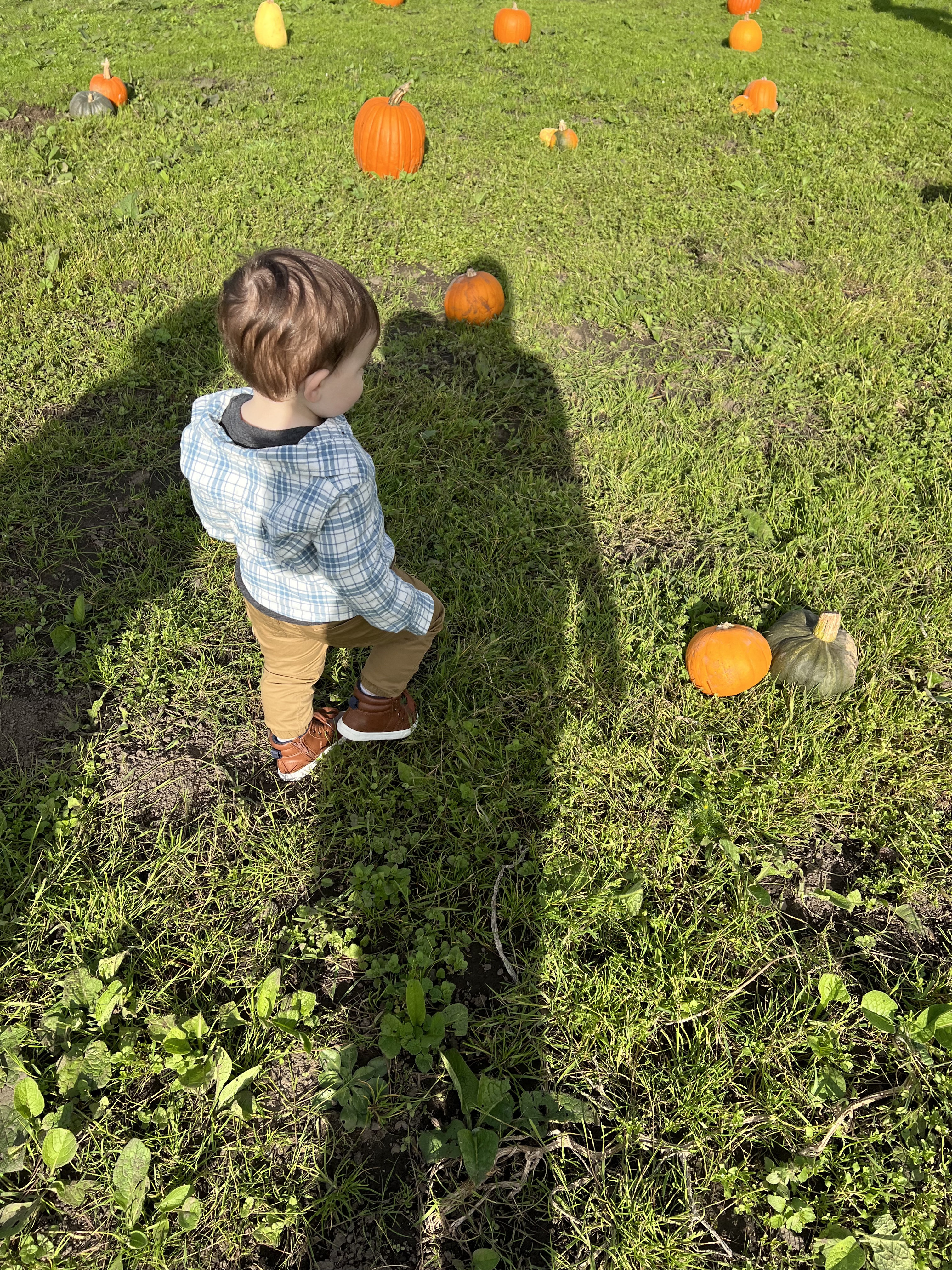 Pumpkin Butter, Otherwise Known as Thanksgiving Crack
